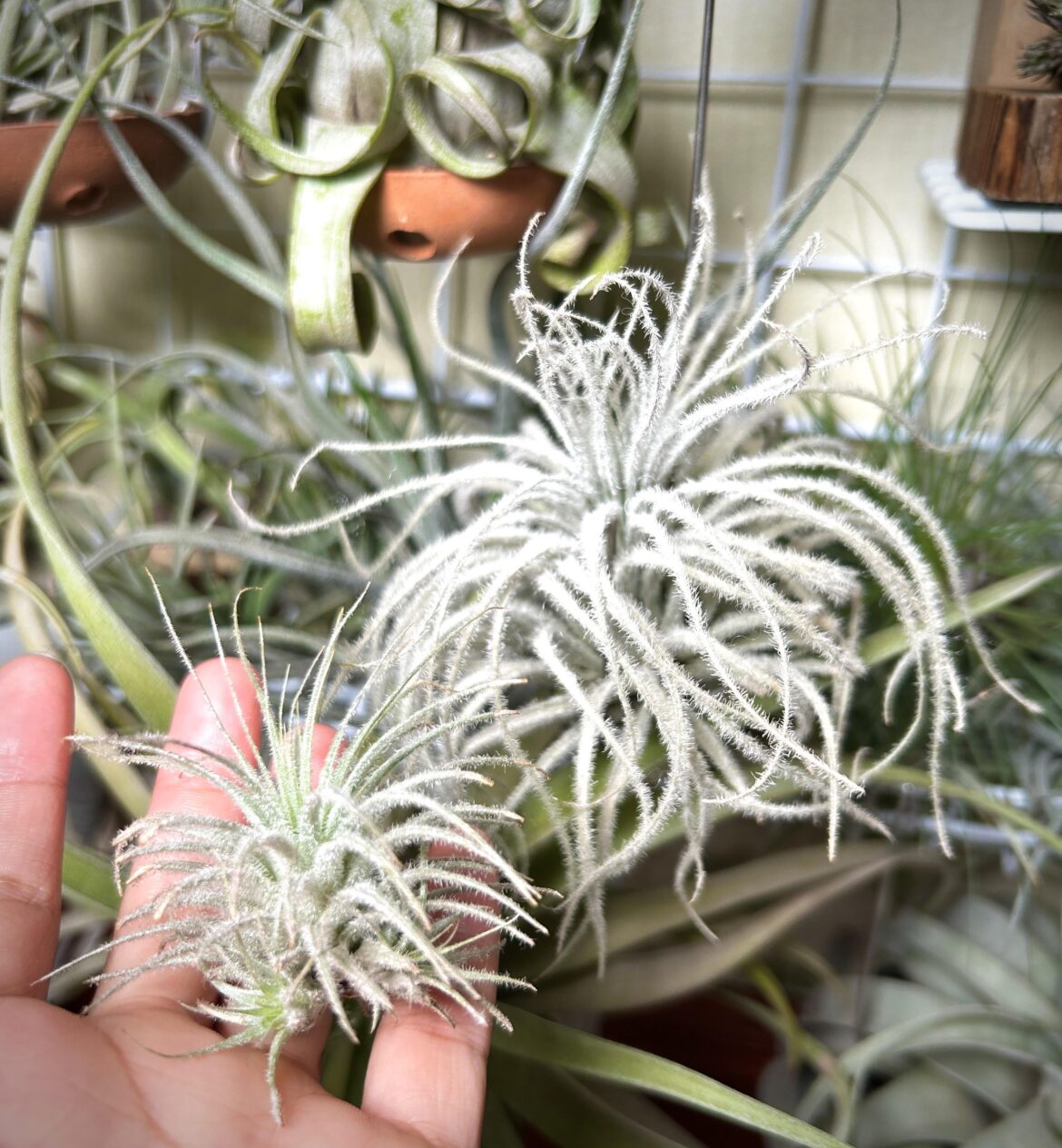 T. tectorum