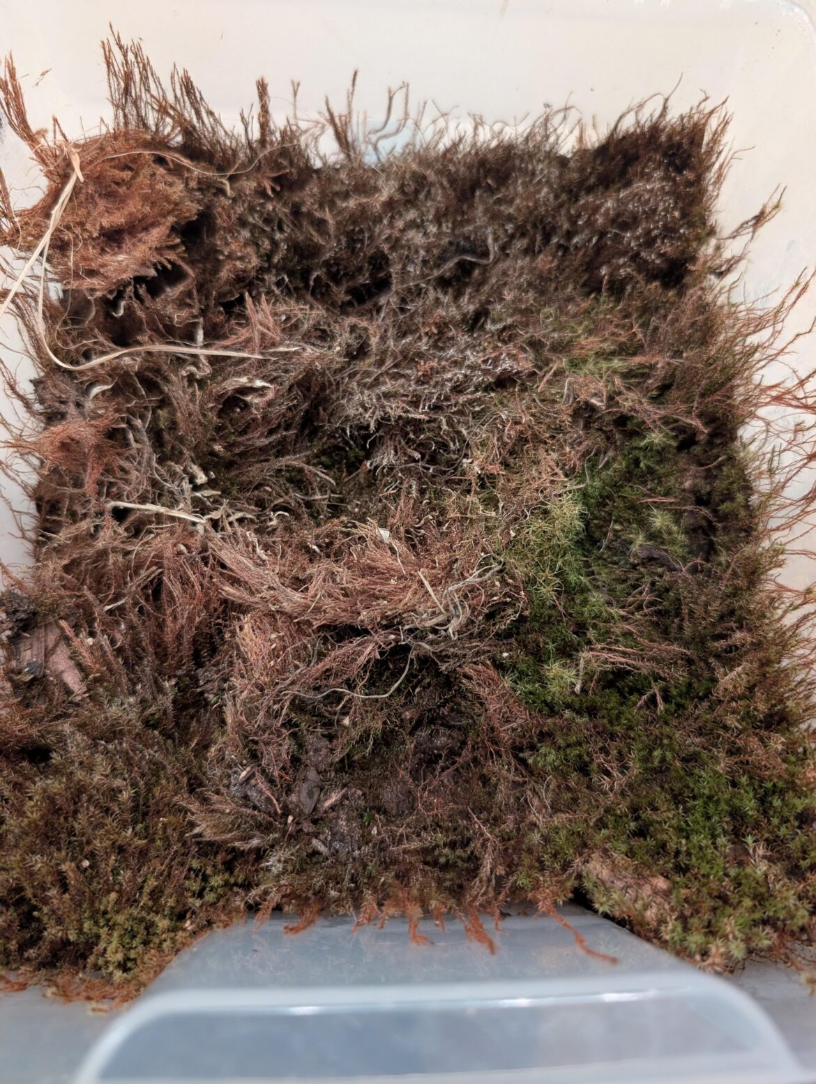Moss Terrarium repair