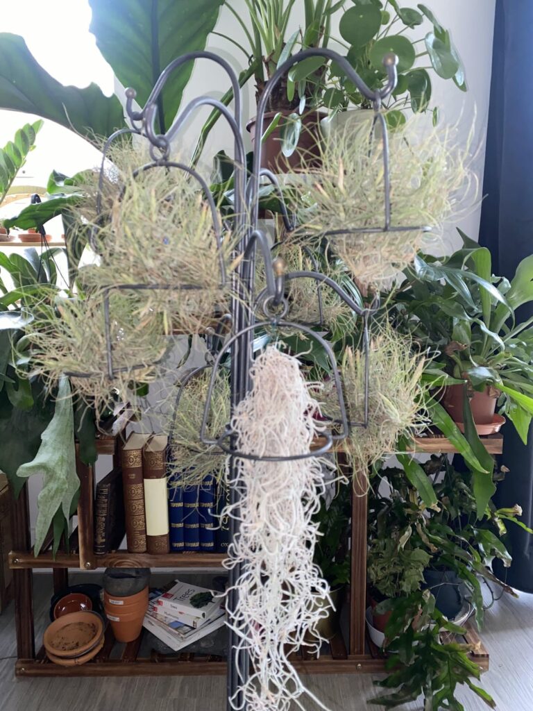 Can anyone help ID these and instruct me on how best to care for them?