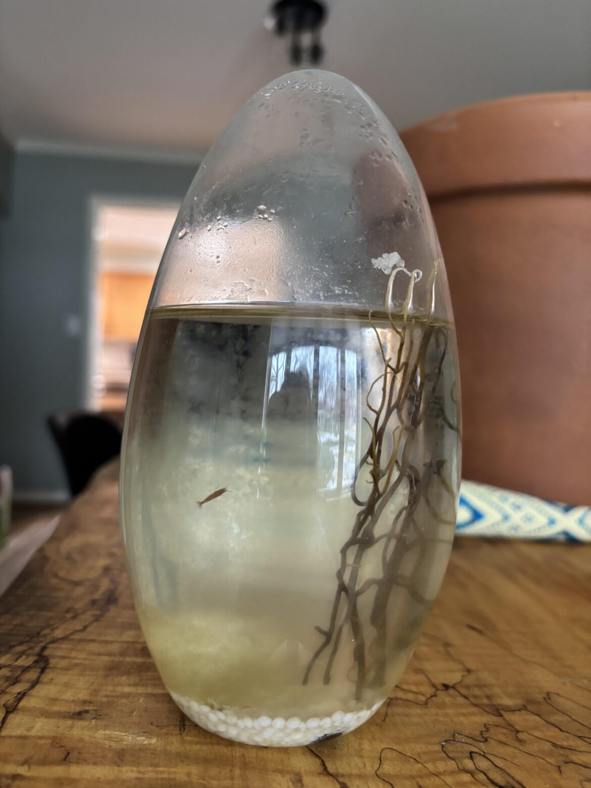 14 year old Ecosphere