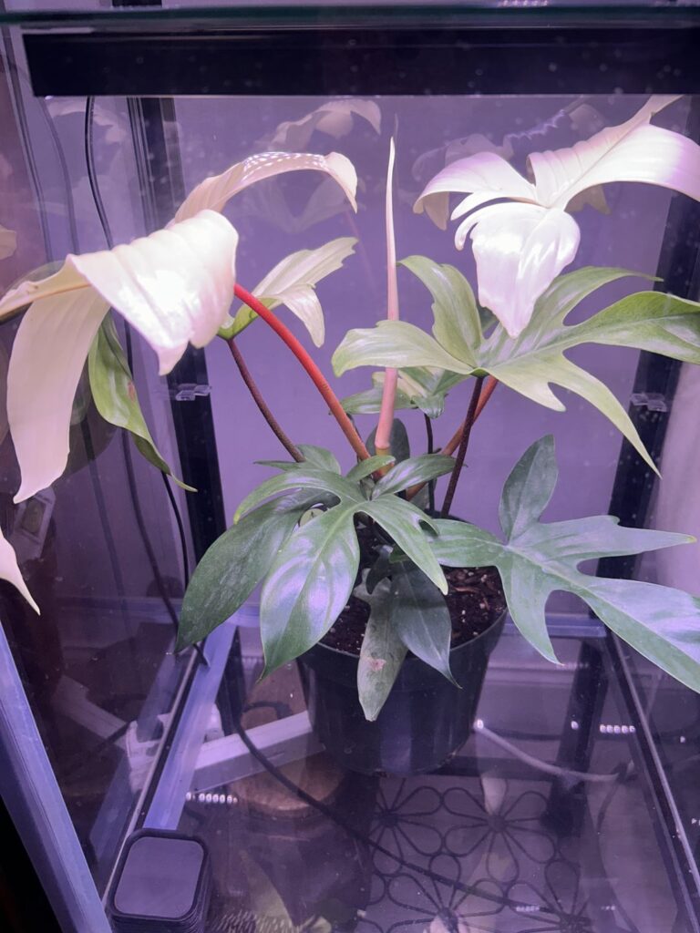 Lowe’s has huge Florida Ghost Philos