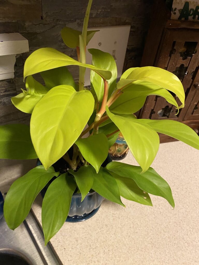 New plant owner. Can someone tell me which philo this is? Thank you! New plant owner. Can someone tell me which philo this is? Thank you!