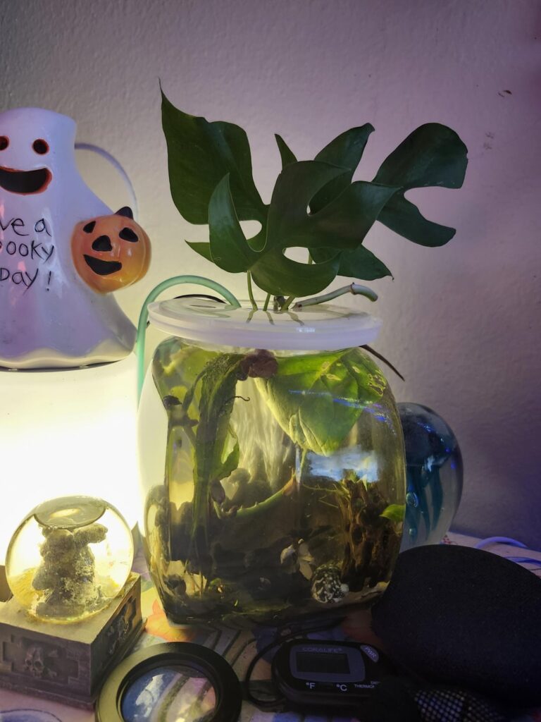 "Magic Egg" in tank?
