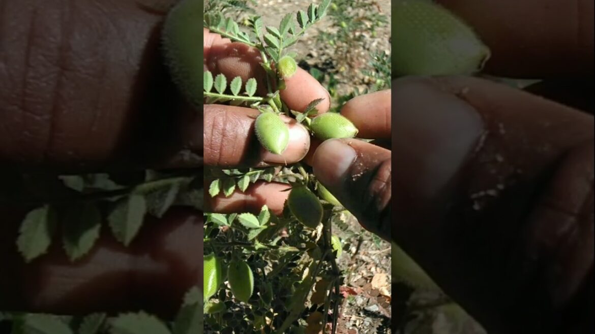 The chickpeas have become edible #nature #farming #gram #shorts