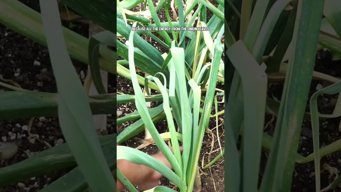 How to Grow Bigger Bulb Onions