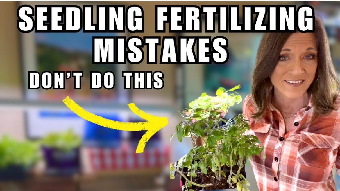 3 Seedling Fertilizing Mistakes & How Avoid To Them