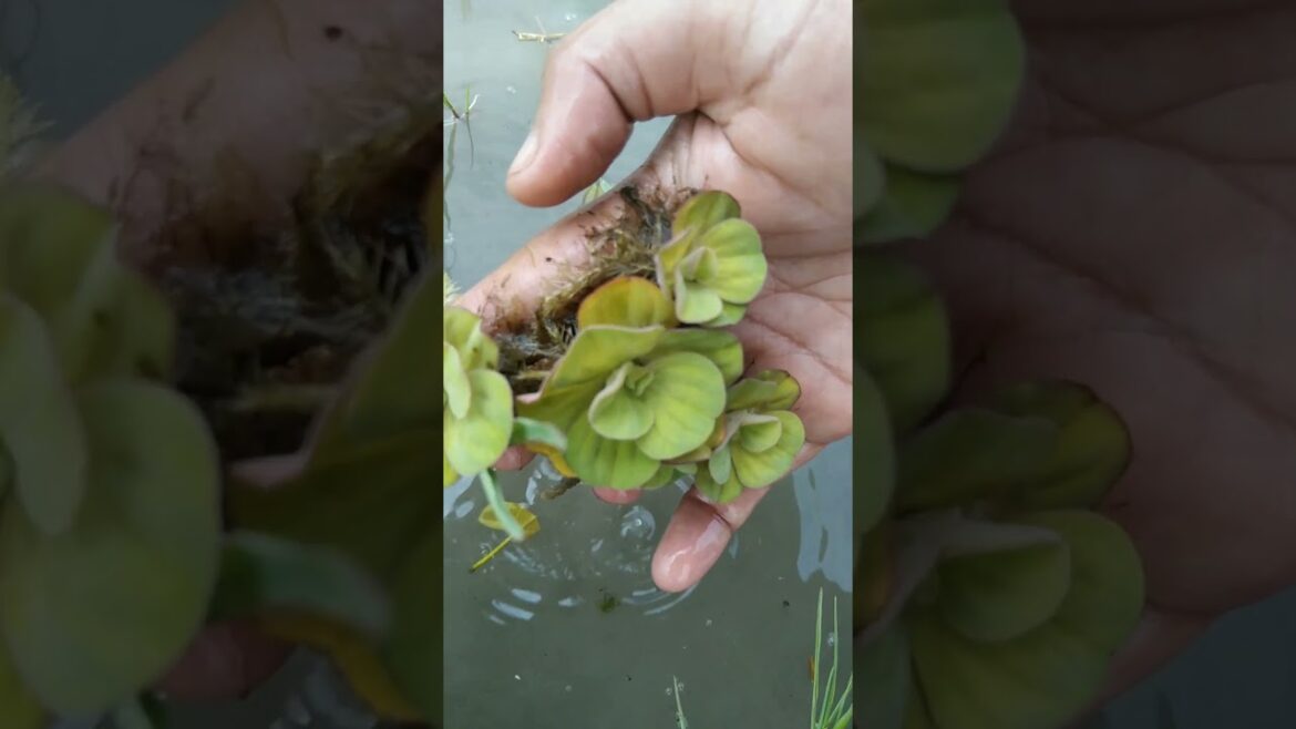 Water lettuce Plant #watercabage #waterplants #collection #plants #garden #planting#trending#shorts