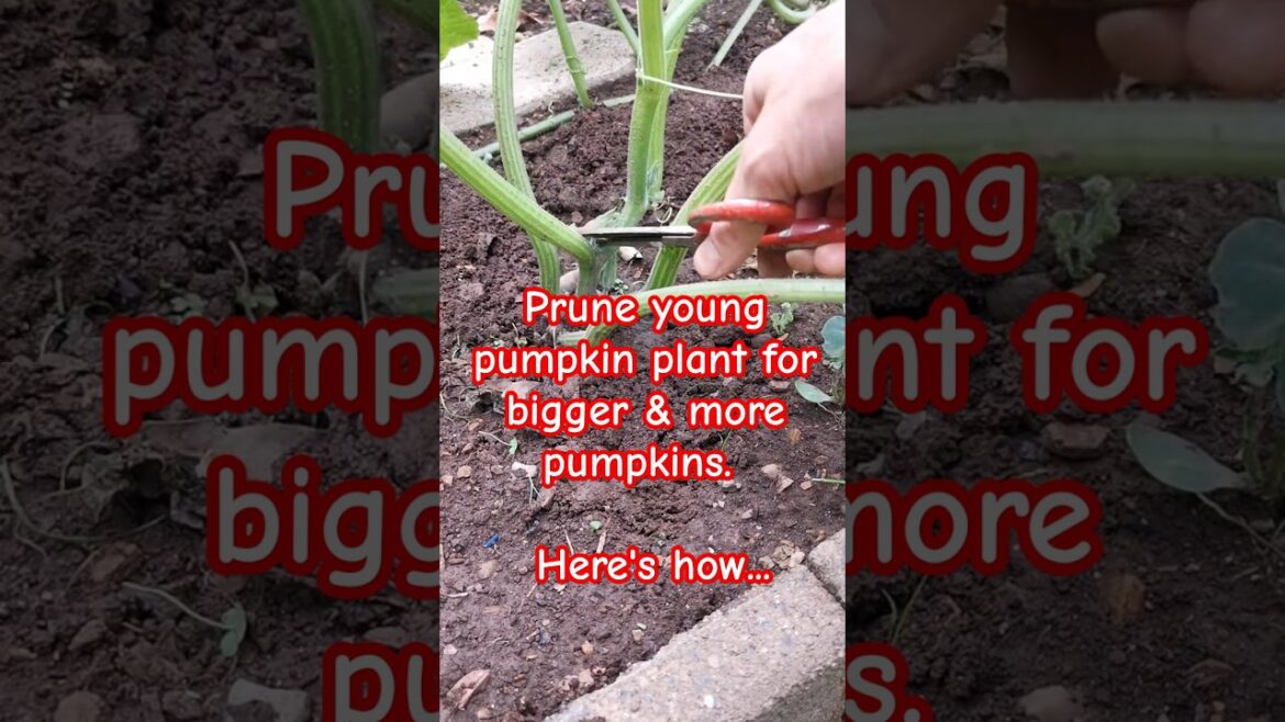 Garden tips 18 - Prune young pumpkin plant for bigger & more pumpkin #pumpkin #pruning #gardening