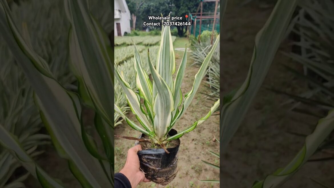 Prakriya plant bulk Quantity 🌿 @Rgnursery 📍/ service all india 🇮🇳 #nursery #plants #supply #shorts