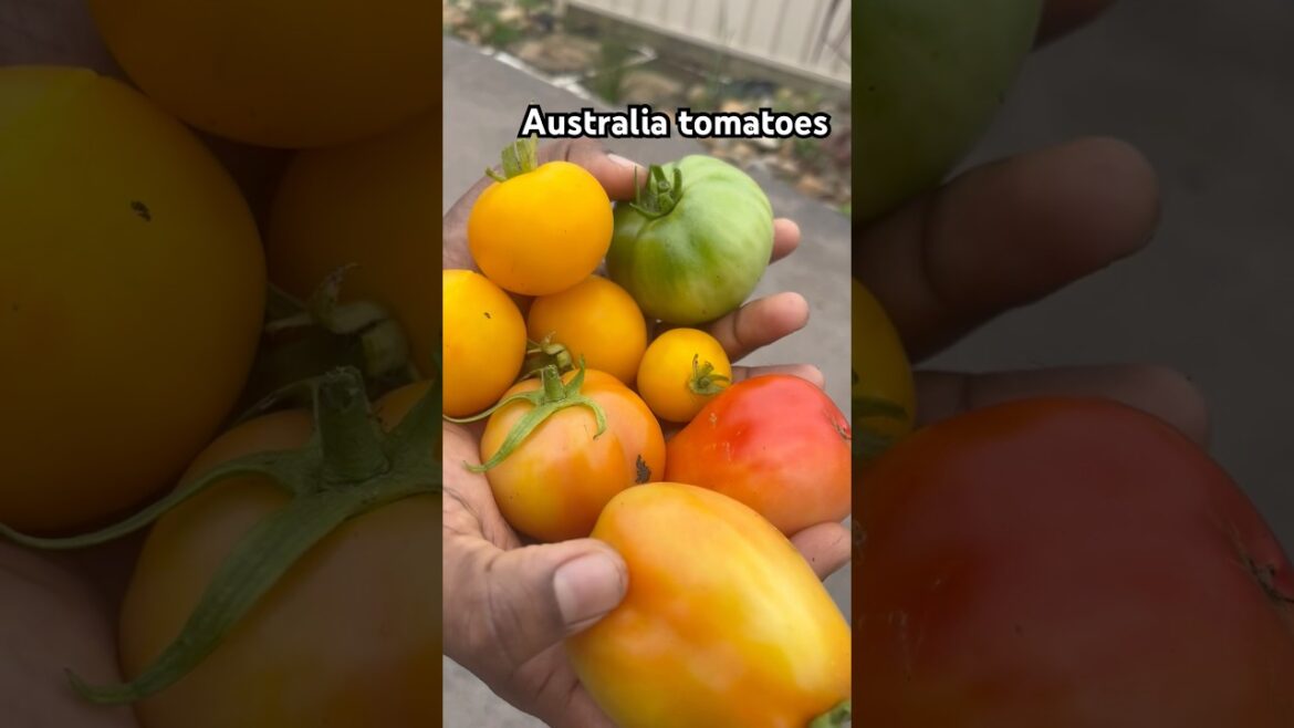 Harvesting different colors tomatoes from Australia home garden #shortsfeed #trendingshorts #shorts Harvesting different colors tomatoes from Australia home garden #shortsfeed #trendingshorts #shorts