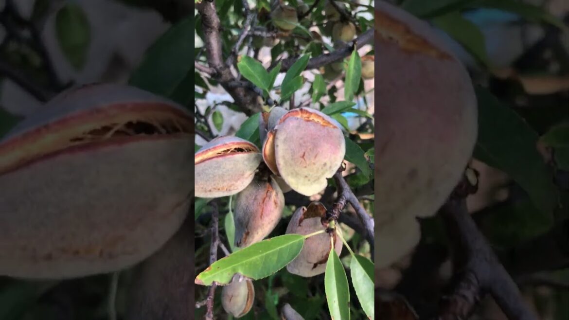 Have you thought about growing ALMONDS in a Container (POT)? Results in this video. #gardening