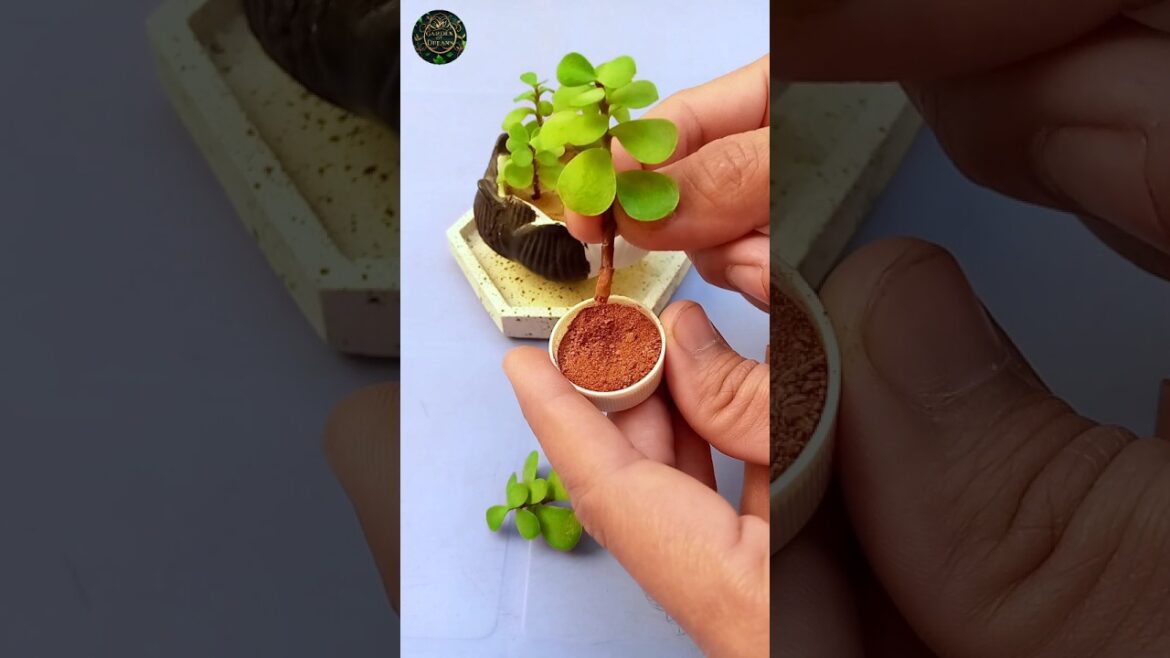 Grow a Jade Plant from Cuttings #shorts #diy #garden #tips