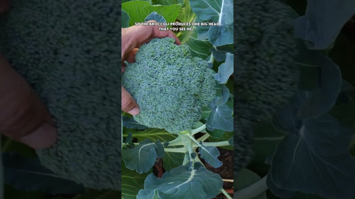 California Gardening: Winter Bounty! π± Harvesting Spinach, Broccoli, Cilantro & Tomatoes βοΈπ₯¦π
Winter Bounty! π± Harvesting Spinach, Broccoli, Cilantro & Tomatoes βοΈπ₯¦π