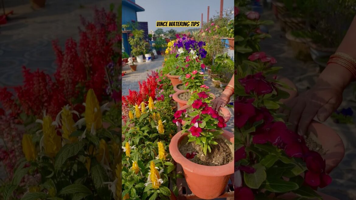 Vinca Watering Mistakes and How to Avoid Them #shorts #shortvideo #gardeningtips #wintergarden Vinca Watering Mistakes and How to Avoid Them #shorts #shortvideo #gardeningtips #wintergarden