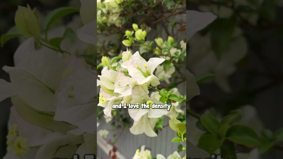 Creating a Tropical Classy Garden? Be Sure to Add in White Bougainvillea.