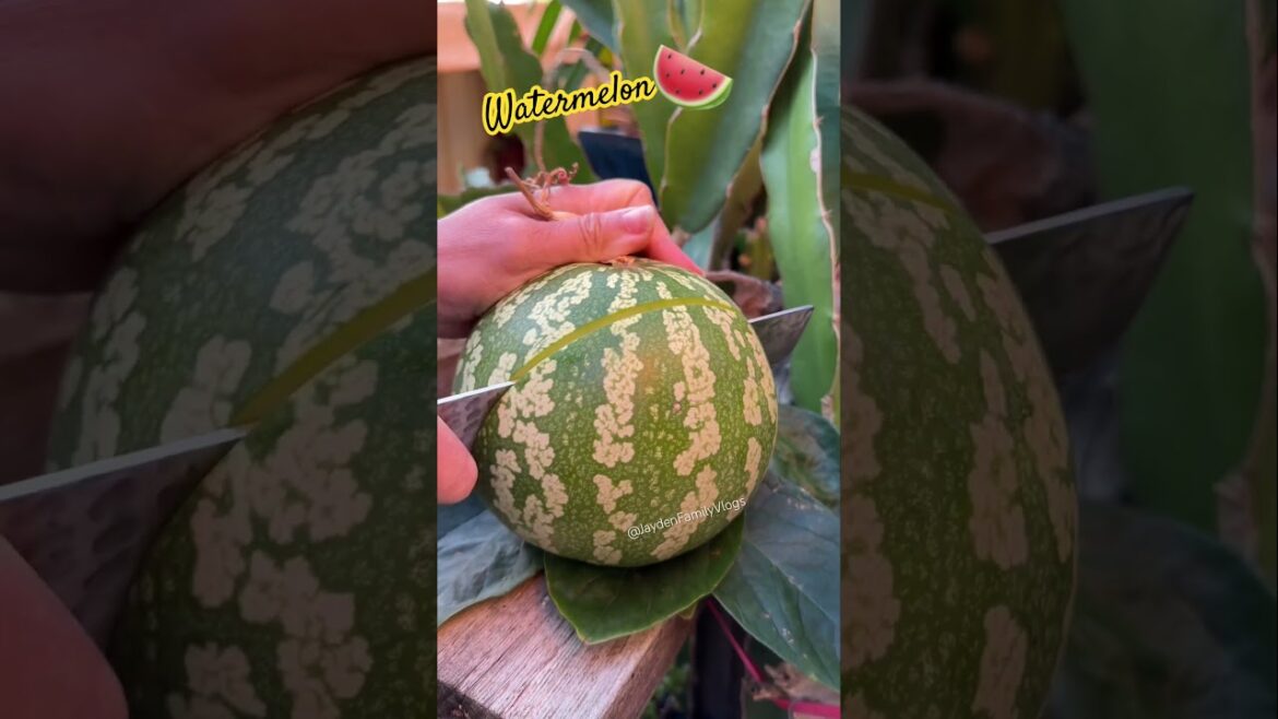 Fruit Cutting Watermelon Red Seeds 😱😱 #shorts #satisfying #fruit #watermelon
