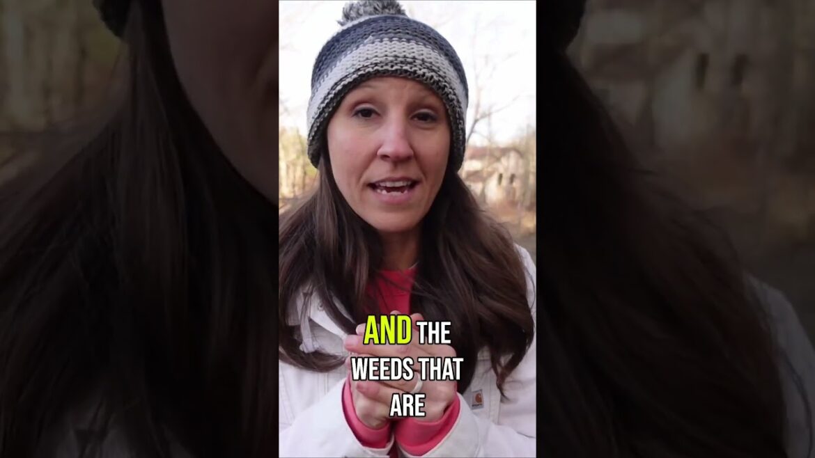 Reviving an Abandoned Garden using a No Till Method #farmstead #gardening #homesteading