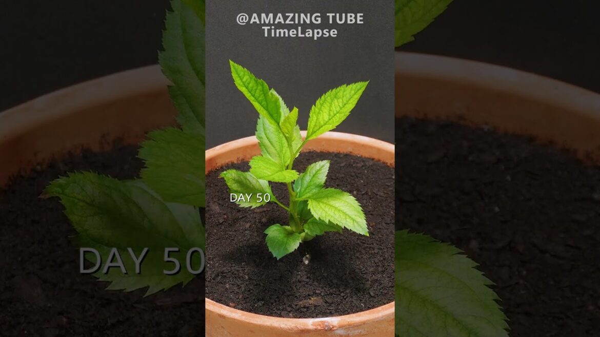 Growing Apple Tree From Seed - 101 Days Time Lapse #amazingtimelapse #garden #apple