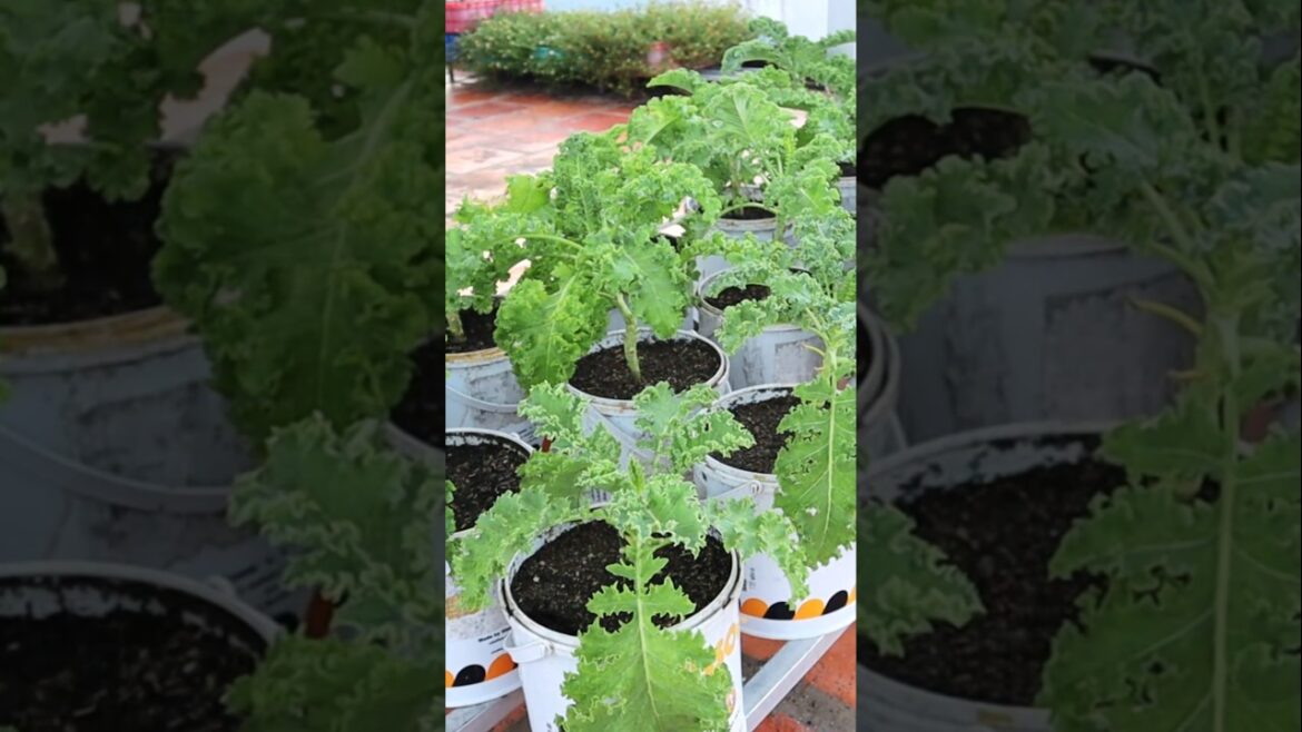 Container garden- Kale harvesting #kale #garden #v87garden #shorts