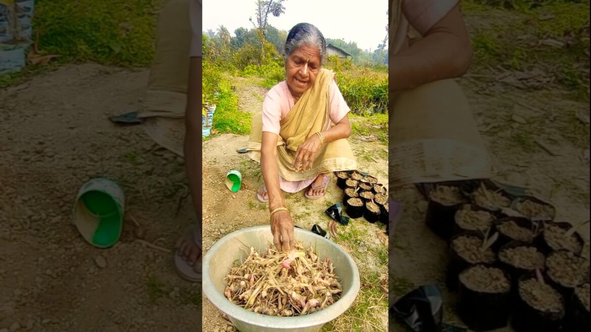 Easy Sitharathai (Alpinia Officinarum) Propagation Using Root Bulb! 🌱 #shorts