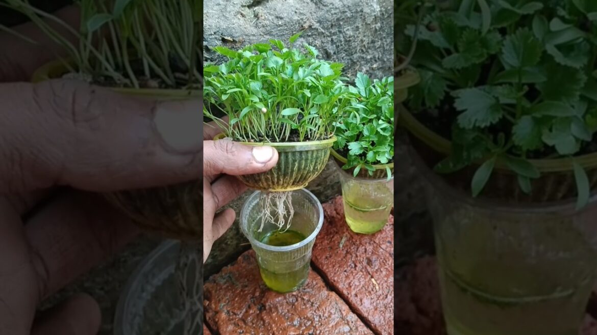 New trick to grow coriander in plastic glass #shorts New trick to grow coriander in plastic glass #shorts
