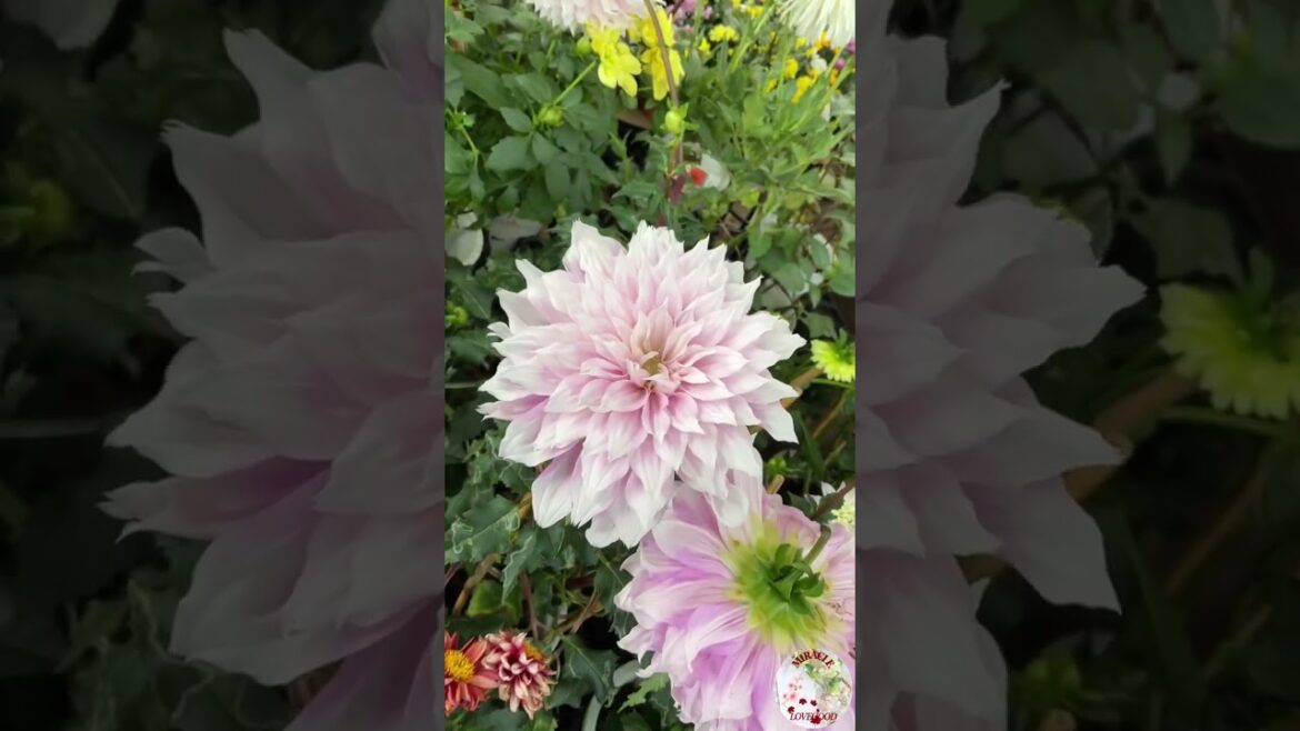 Japanese beautiful flower Garden shopping #garden #beautiful #flowers #japan #shorts Japanese beautiful flower Garden shopping #garden #beautiful #flowers #japan #shorts