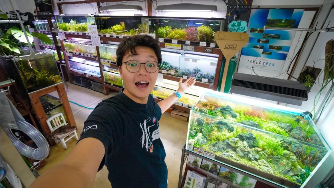 Traditional Japan Fish Store Tour! Beautiful Planted Aquariums!! Traditional Japan Fish Store Tour! Beautiful Planted Aquariums!!