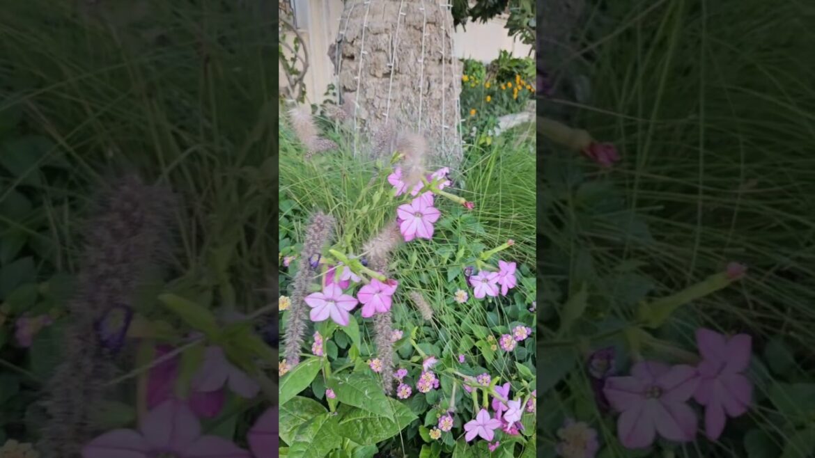 Garden design #home garden #viralvideo #ytshorts #flowers #shortsviral #shortvideo