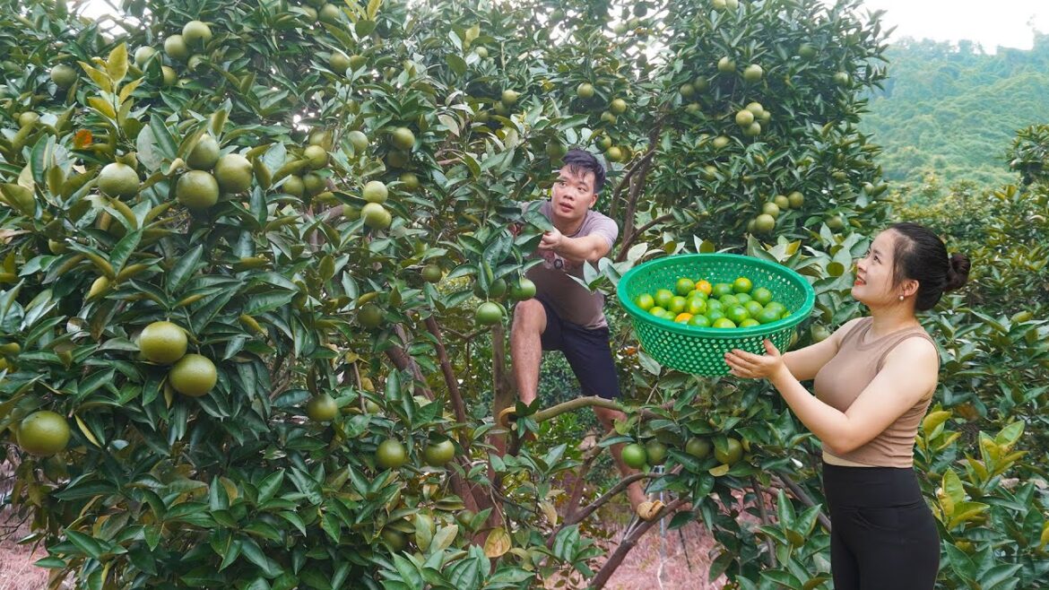 Harvesting Tangerines Goes To Countryside Market Sell, Happy Family  - Vegetable Gardening