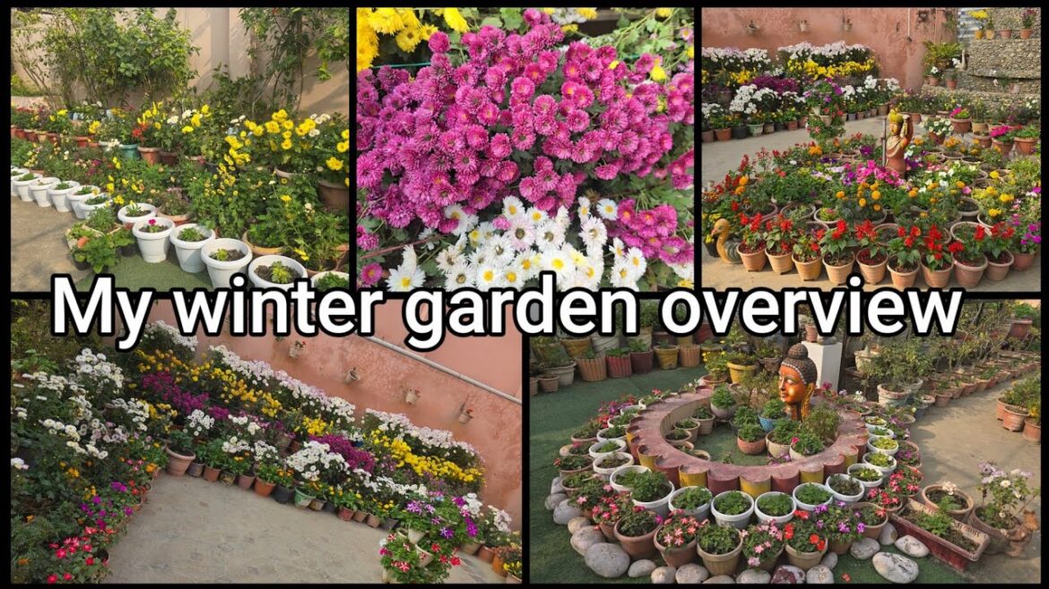 January month garden overview with full update /My terrace & backyard garden Sunday update