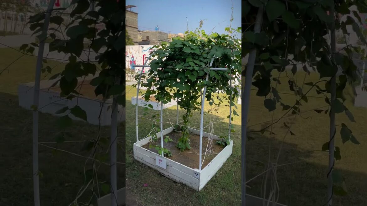 Gardeners' Club | LLCF | Organic Kitchen Garden