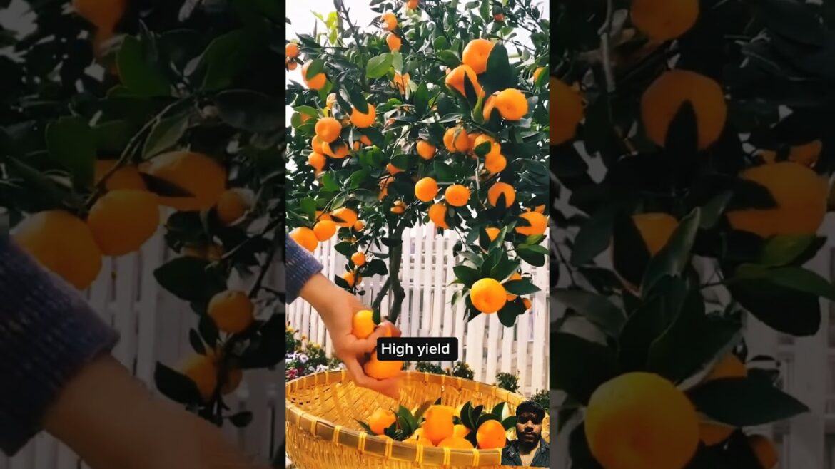 The Art of Shaping Orange Trees for the Perfect Fruit The Art of Shaping Orange Trees for the Perfect Fruit