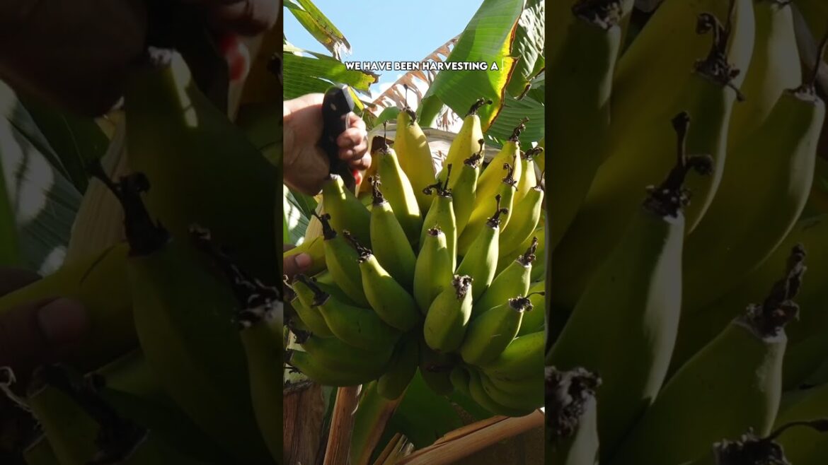 California Gardening: Tree-Ripened Bananas! ๐๐ฟ Harvesting Sweet Rajapuri Bananas from the Garden! Tree-Ripened Bananas! ๐๐ฟ Harvesting Sweet Rajapuri Bananas from the Garden!