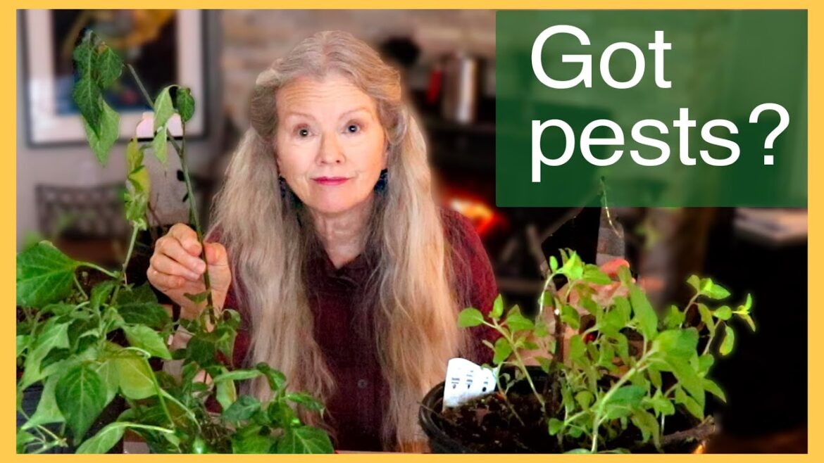 Kaye Kittrell: Winter Indoor Gardening Issues, from pests to watering, TIPS! Winter Indoor Gardening Issues, from pests to watering, TIPS!