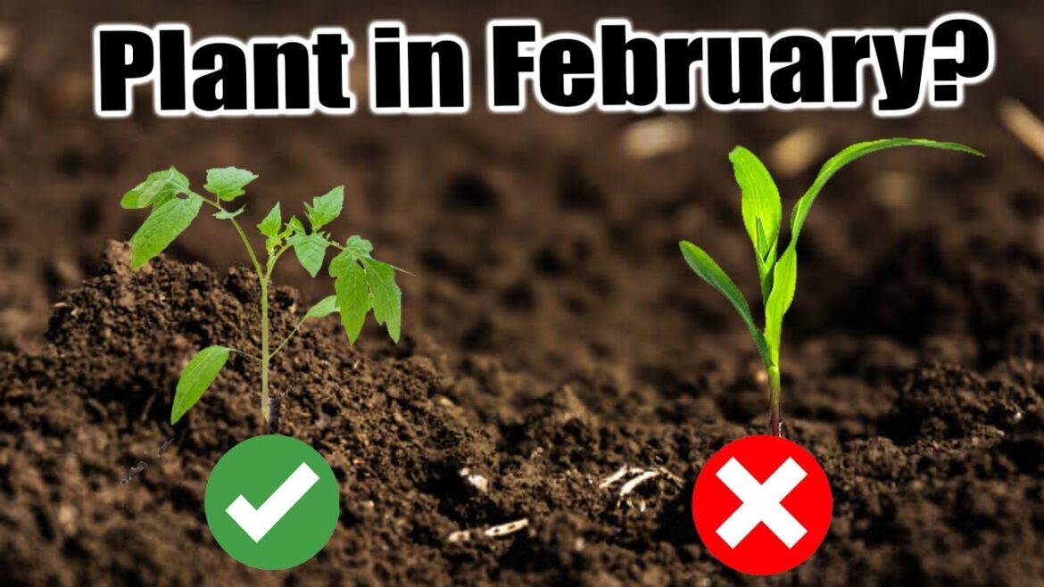 California Garden TV: 24 Vegetables to Plant in February Indoors & Outdoors 24 Vegetables to Plant in February Indoors & Outdoors