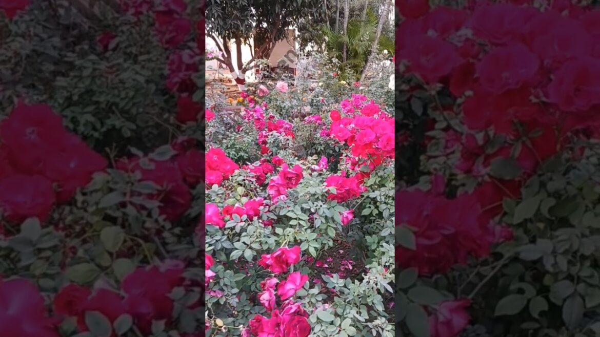 cottage garden roses | Romantic ROSE GARDEN Tour | earth angel rose plant | rose garden