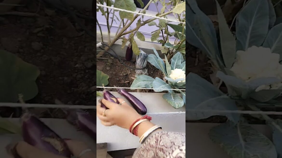 গাছের বেগুনগুলো কাঠবিড়ালীতে খেয়ে চলে গেলো... #rooftopgarden #gardening  #trends #harvest