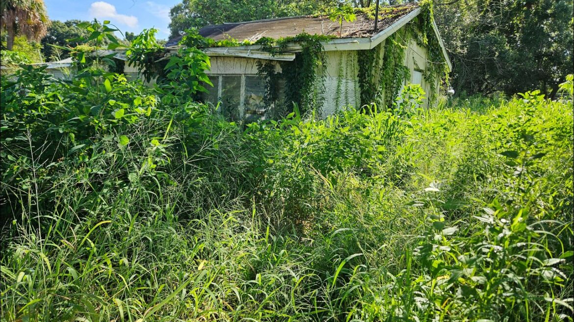 Abandoned for 23 Years and Covered in Vines OVERGROWN LAWN TRANSFORMATION Abandoned for 23 Years and Covered in Vines OVERGROWN LAWN TRANSFORMATION