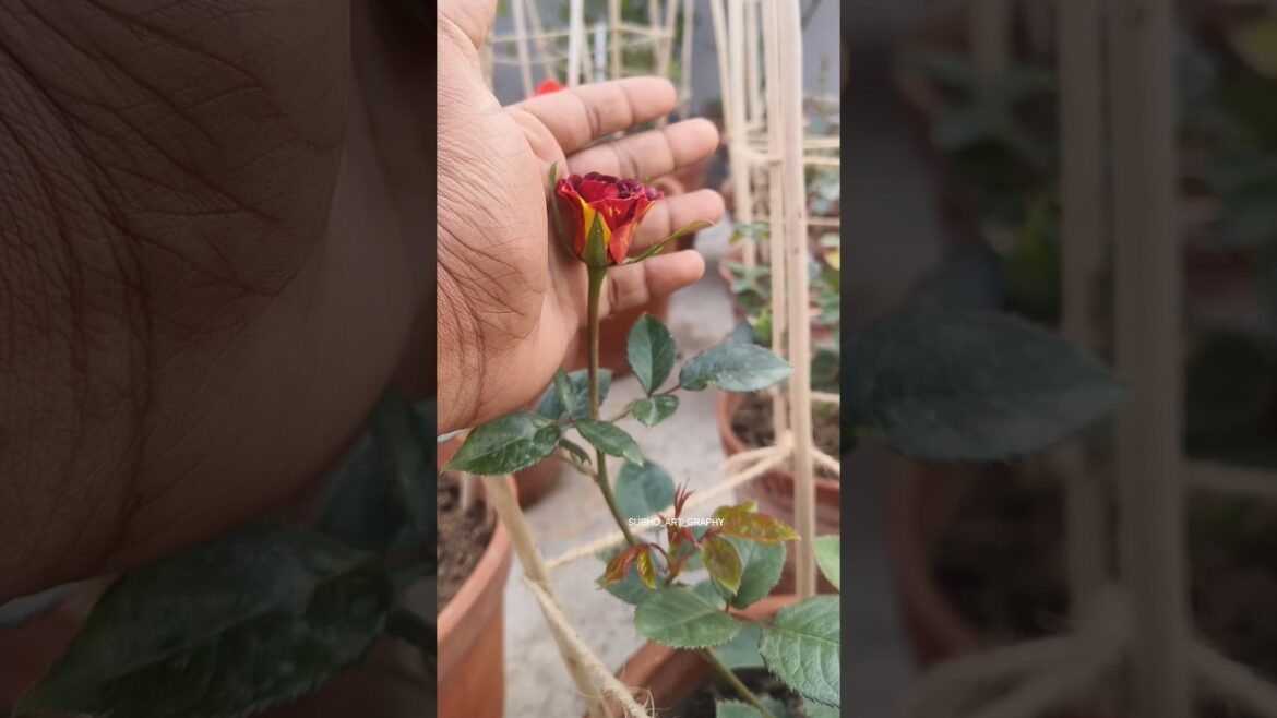 Don't miss the end | See the beauty at end | #shortsfeed #shorts #shortsvideo #trending