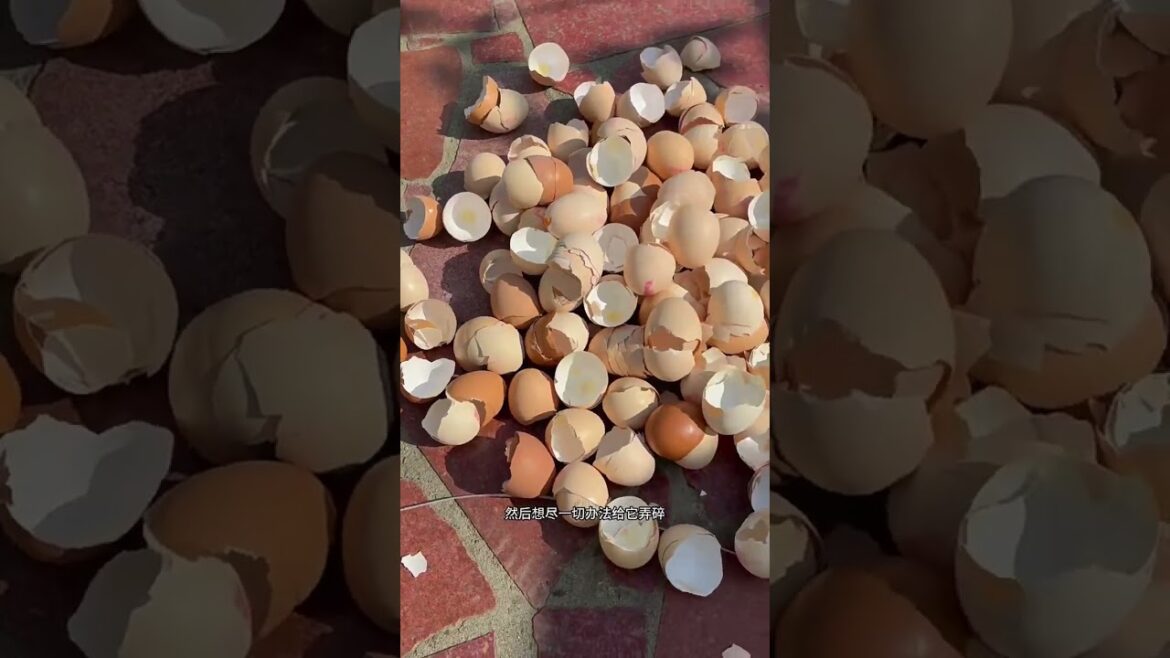 Stop throwing your eggshells away. Use it for potting soil.  #vegetablegardening #bettergro