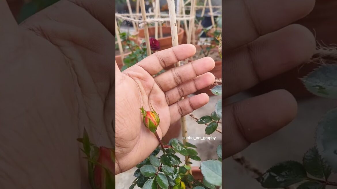 There is beauty at the end | Rose | #shortsfeed #shorts #viralshorts #minivlog There is beauty at the end | Rose | #shortsfeed #shorts #viralshorts #minivlog