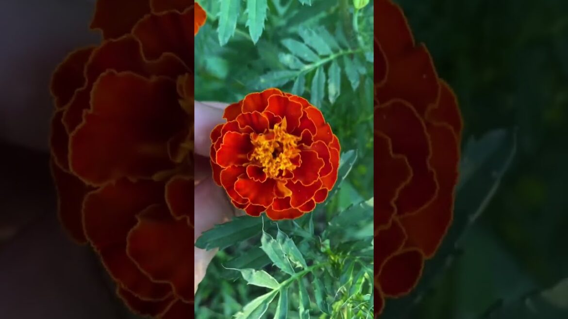 Edible And Culinary Flowers We Grow In Kansas! #flowers