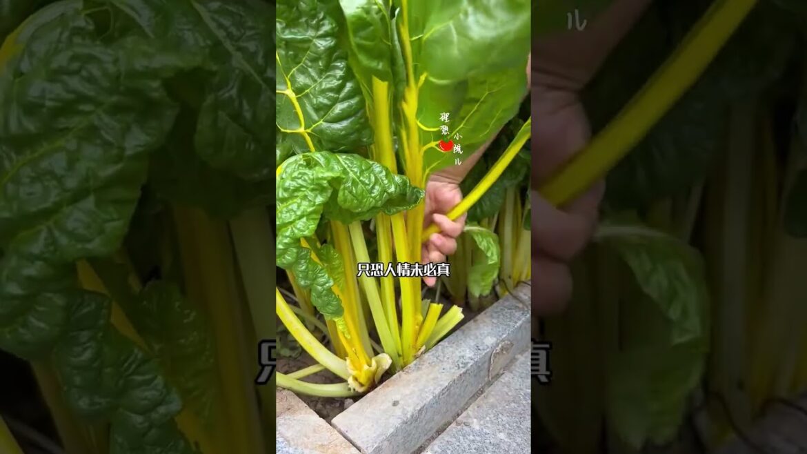 The older I am the more I love gardening.  #bettergro #vegetablegardening #gardenlife