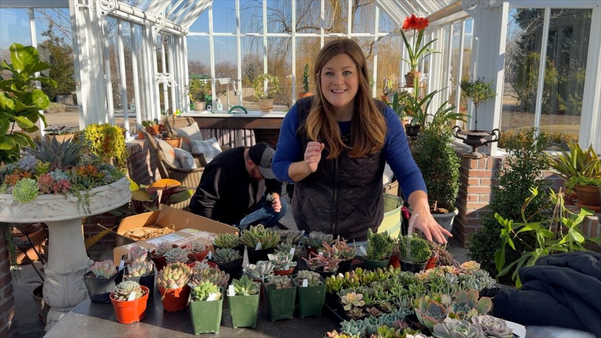 Garden Answer: Aaron Ordered a Ton of Succulents! Unboxing All the Beauties! 🥰🌵🙌 // Garden Answer Aaron Ordered a Ton of Succulents! Unboxing All the Beauties! 🥰🌵🙌 // Garden Answer