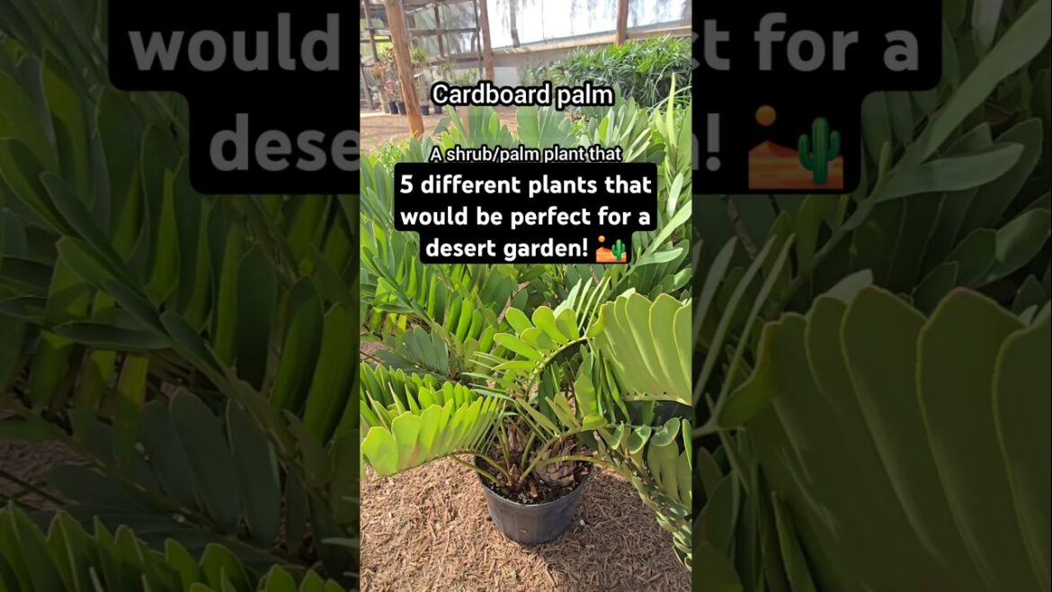 5 plants that would be perfect for a desert garden #desertgarden #backyardgarden #arizonagarden