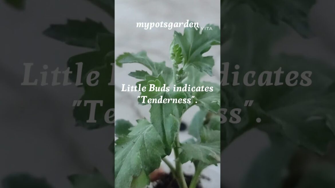 Is Your Sapling Healthy? Check These 5 Signs! 🌿 #gardeningtips #containergardening #shorts #plants