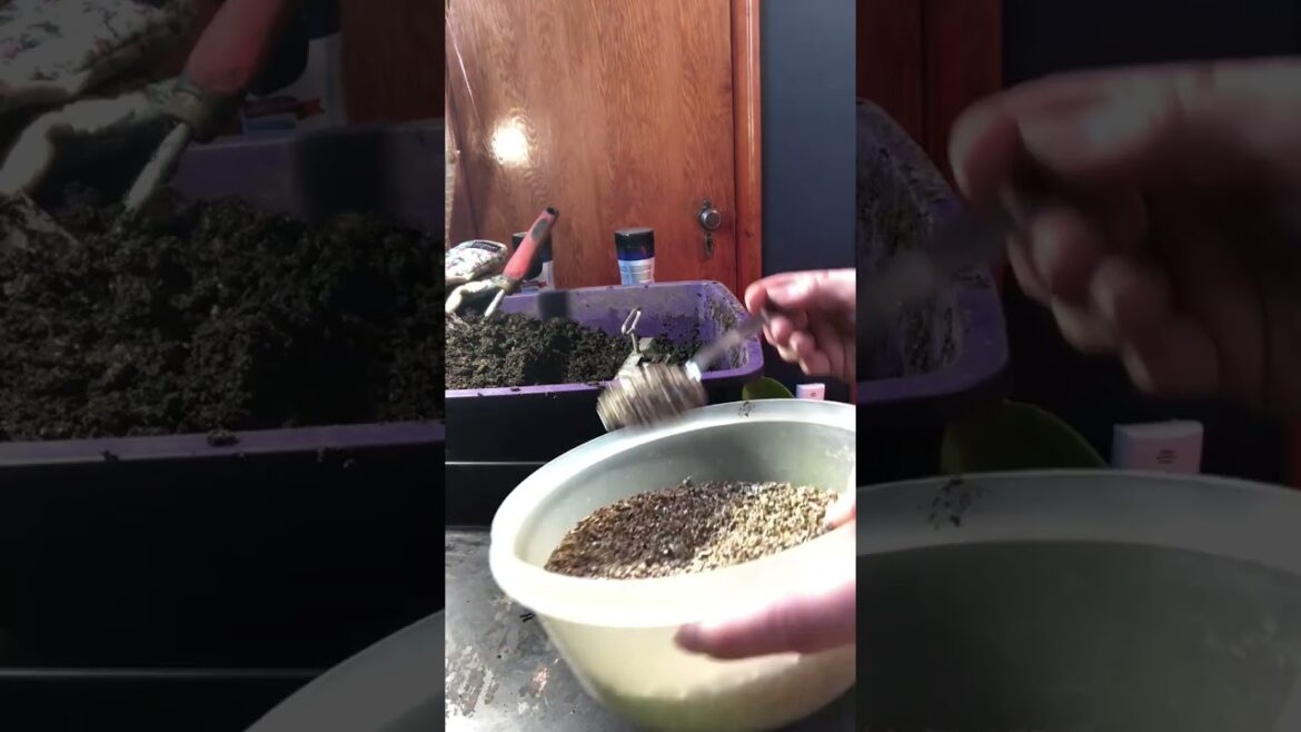 Indoor Seed Starting using Soil Blockers ~ Beginner Indoor Gardening Tips!