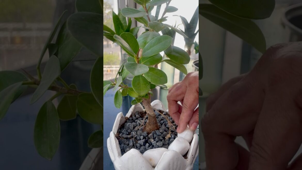 Bonsai Ficus Grow & Decor in Bonsai Pot #ficusplant #plantsdecor #houseplants #homedecor#diy #bonsai