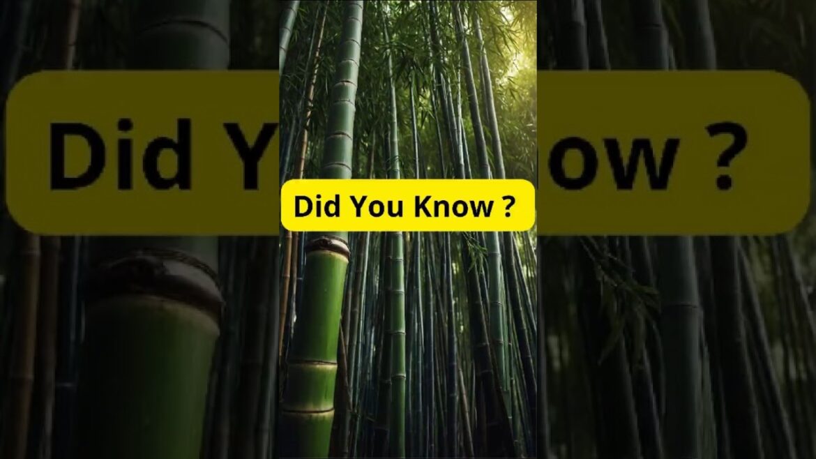 ๐ Bamboo Grows Like Crazy… But Itโs NOT a Tree?! ๐ฟ๐ฒ #facts #didyouknow ๐ Bamboo Grows Like Crazy... But Itโs NOT a Tree?! ๐ฟ๐ฒ #facts #didyouknow