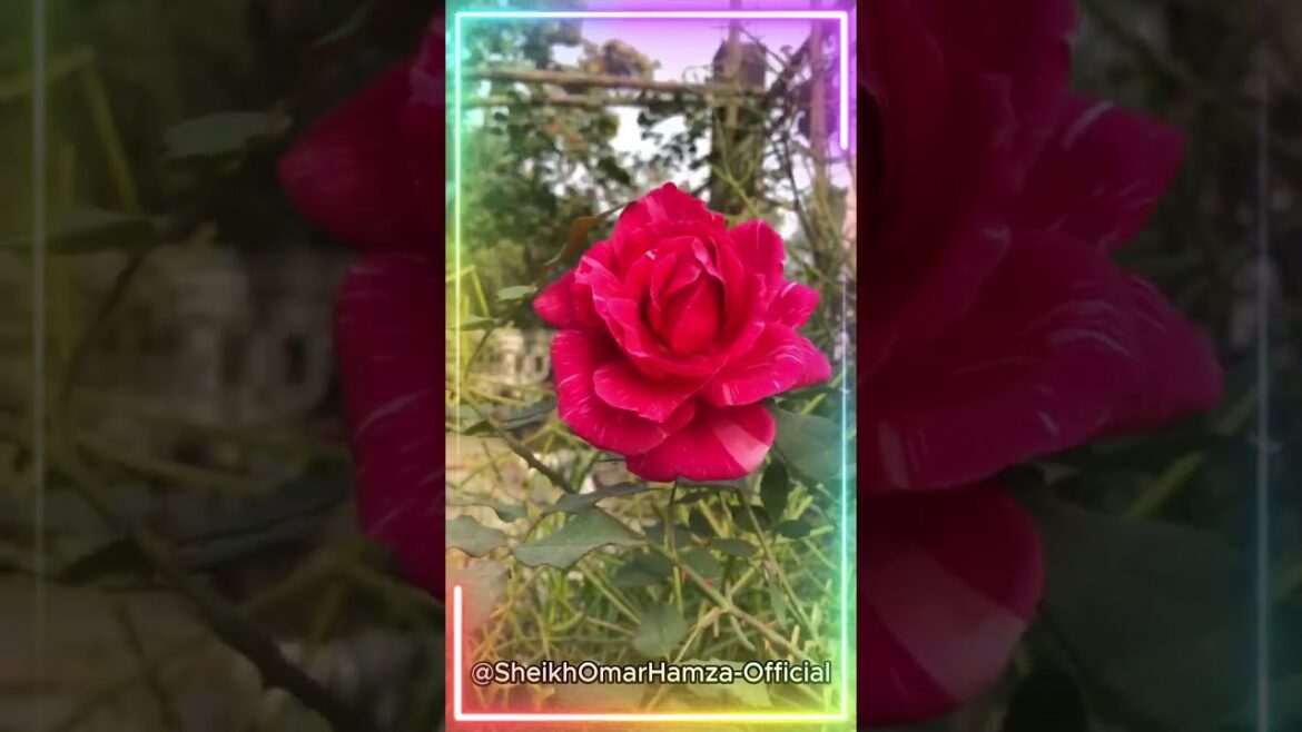 🥰Queen Of Flower #rose🌹😍 #flower #gardening #sheikhomarhamza 🥰Queen Of Flower #rose🌹😍 #flower #gardening #sheikhomarhamza